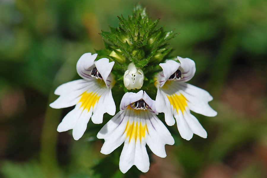 Euphrasia cfr. marchesettii  (Lamiales . Orobanchaceae)